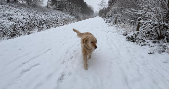 severine pet sitter à PARIS 14 75014_2