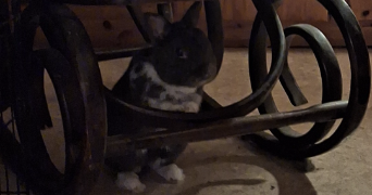 léonie pet sitter à SENLIS 60300_4