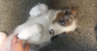 anastasia pet sitter à Nanterre 92000_4