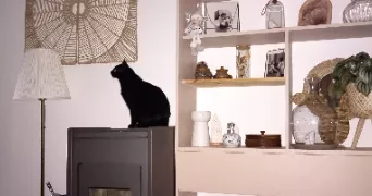 elodie cat sitter à CHATEL GUYON 63140