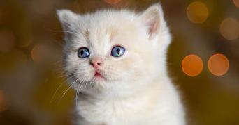 beriza pet sitter à CLAMART 92140