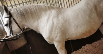 celine pet sitter à AUBERVILLIERS 93300_3