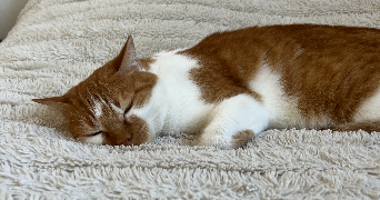maellys pet sitter à VARCES ALLIERES ET RISSET 38760_6
