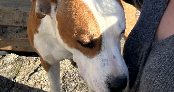 aurélie pet sitter à BEZONS 95870_2