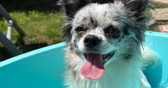 chloé pet sitter à ST PHILBERT SUR RISLE 27290_4