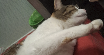 fany pet sitter à LYON 08 69008_1