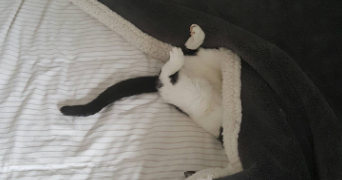 yohann pet sitter à LANNION 22300_1