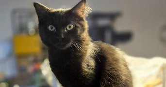 gaelle ines camille pet sitter à CHANTEPIE 35135_2