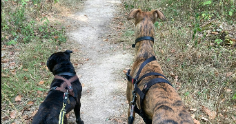 lorène pet sitter à Lyon 69008_6