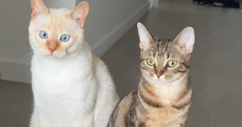 niema pet sitter à LYON 09 69009_2