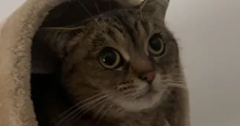 rézlène cat sitter à MONTIGNY EN GOHELLE 62640