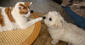 anaïs pet sitter à LOURDES 65100_3