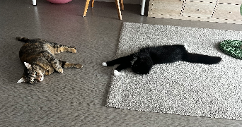 margot pet sitter à VILLENAVE D ORNON 33140_8