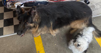 eulalie pet sitter à ST MARTIN SUR COJEUL 62128_1