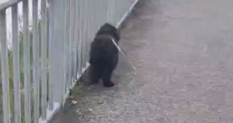 landreau pet sitter à COGOLIN 83310_2