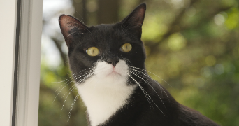 solene pet sitter à SEYSSINET PARISET 38170_2