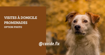 axelle pet sitter à NANCY 54000_11