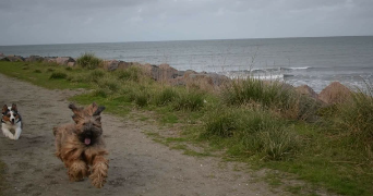 katy pet sitter à RENNES 35700_5