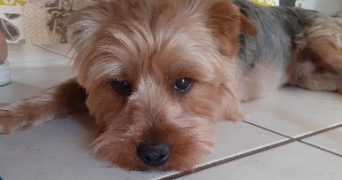 tomy pet sitter à ST ETIENNE 42100_5