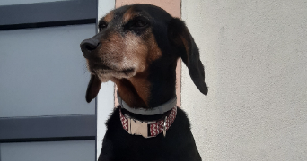 amelie pet sitter à ST DIE DES VOSGES 88100_4