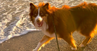 ambre pet sitter à AUBAGNE 13400_0