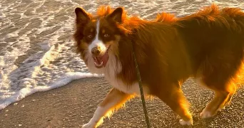 ambre pet sitter à AUBAGNE 13400