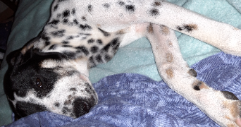 nathalie pet sitter à ST AIGNAN 56480_1