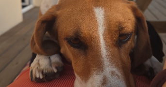 fantine pet sitter à MONTPELLIER 34000_0