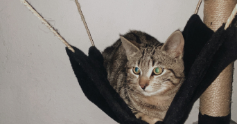 alexiane pet sitter à BAGNOLS SUR CEZE 30200_2