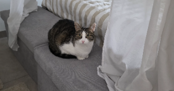 elodie pet sitter à COUBRON 93470_2