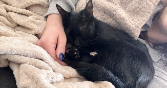 lea pet sitter à MONTPELLIER 34070_1