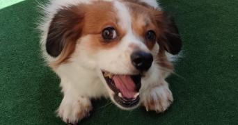 morgane pet sitter à PLEDRAN 22960_3