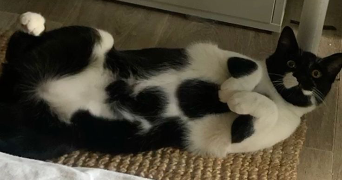 dorianne pet sitter à RIS ORANGIS 91130_1