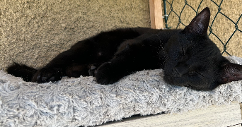 jeanne pet sitter à ROMANS SUR ISERE 26100_3