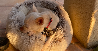 solene pet sitter à GIROUSSENS 81500_4