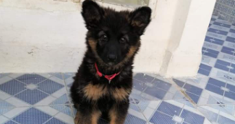 raslen dog sitter à ASNIERES SUR SEINE 92600_2