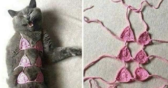 roza pet sitter à IVRY LA BATAILLE 27540_5