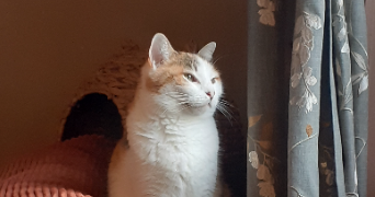 célia cat sitter à NANTES 44000_1
