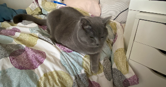 lucas pet sitter à CRETEIL 94000_6