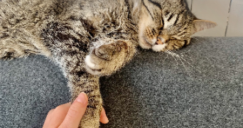hélène cat sitter à MONTPELLIER 34000_5