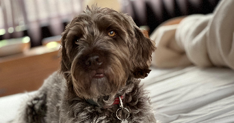 karine dog sitter à BOULOGNE BILLANCOURT 92100_4