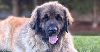 johana pet sitter à VAUDEURS 89320_1