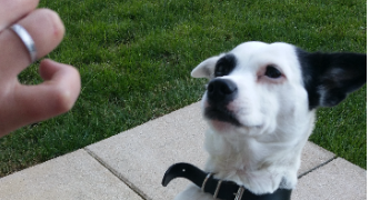 jeremy pet sitter à GRAINVILLE LANGANNERIE 14190_4