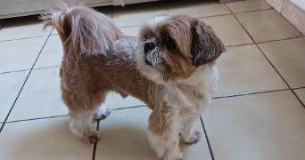 delphine pet sitter à CALAIS 62100_0