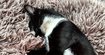 marie cat sitter à BANNE 07460_4