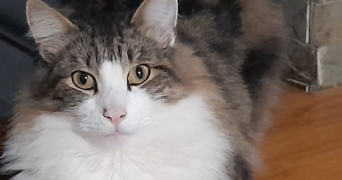 agustina pet sitter à STE COLOMBE 69560_3