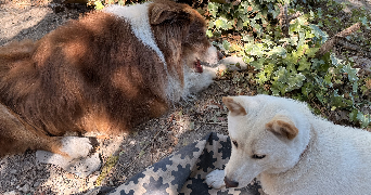 sonia pet sitter à BOUCOIRAN ET NOZIERES 30190_2