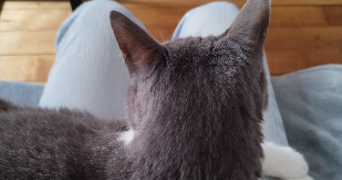 ingrid pet sitter à PARIS 11 75011_3