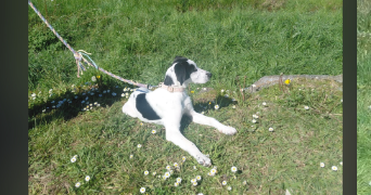 mignellie pet sitter à PAU 64000_1
