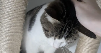 mélodine pet sitter à LA CHAPELLE DES FOUGERETZ 35520_8